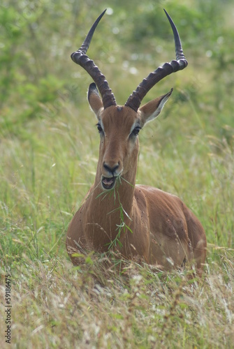 impala del sudafrica