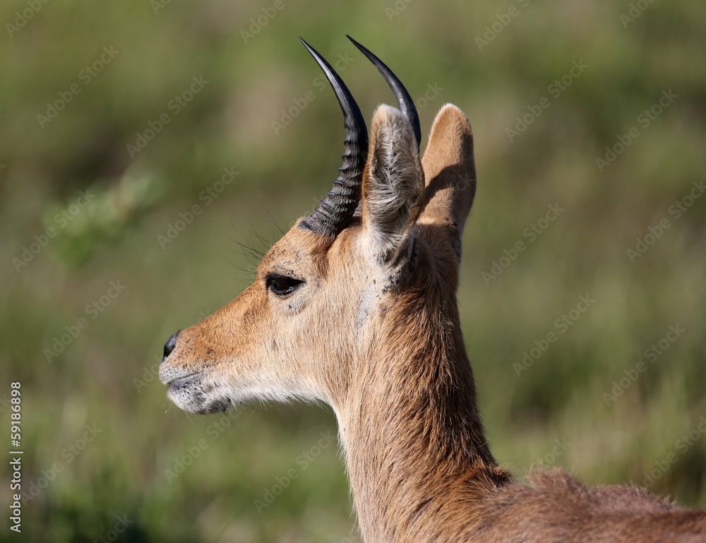 Mountain Reedbuck Antelope Mountain Reedbuck Antelope