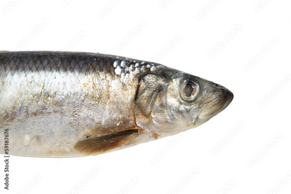 herring on white background
