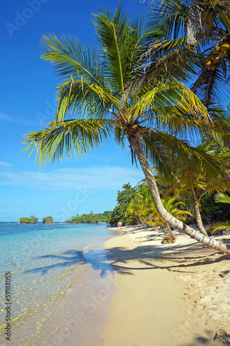 Leaning coconut tree on beach