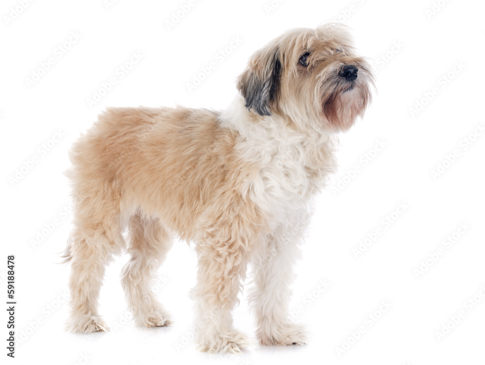 tibetan terrier