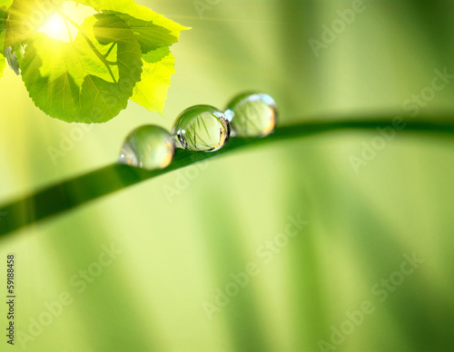 morning nature background with beautiful drop