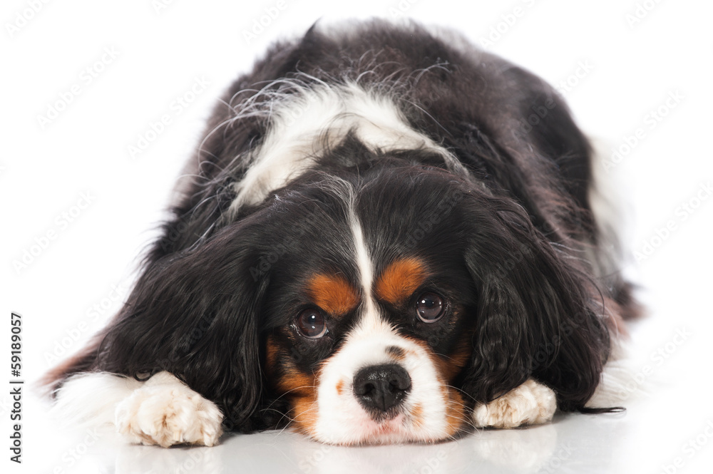 Cavalier King Charles Spaniel