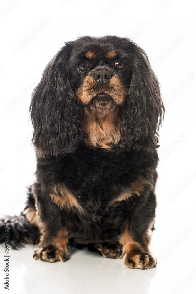 Cavalier King Charles Spaniel