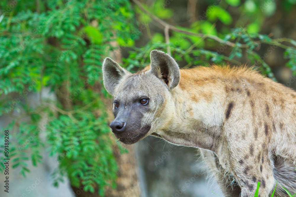 Obraz premium Hyena