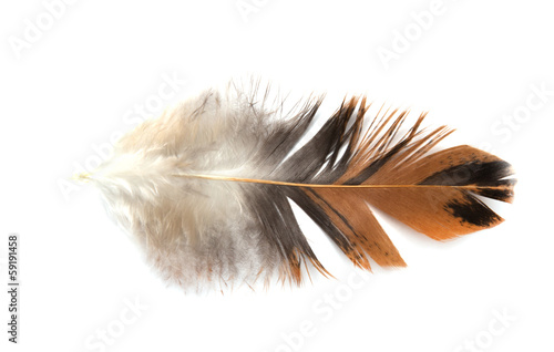 Single feather isolated on white background © schankz