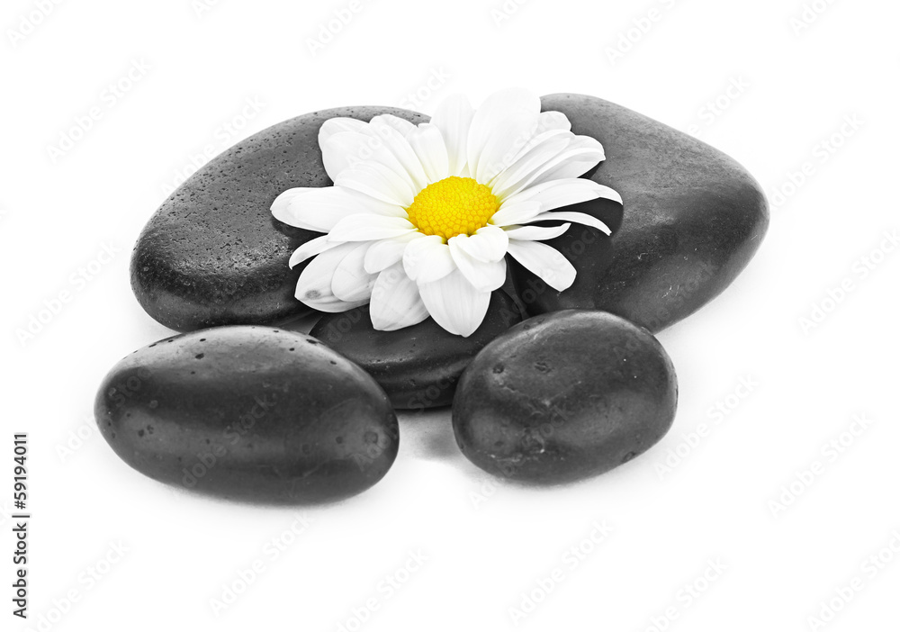 zen basalt stones and daisy isolated on white zen basalt stones and daisy isolated on white