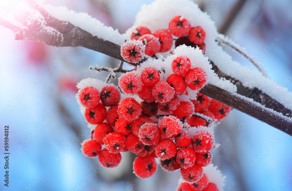 Frost-covered berries - obrazy, fototapety, plakaty 