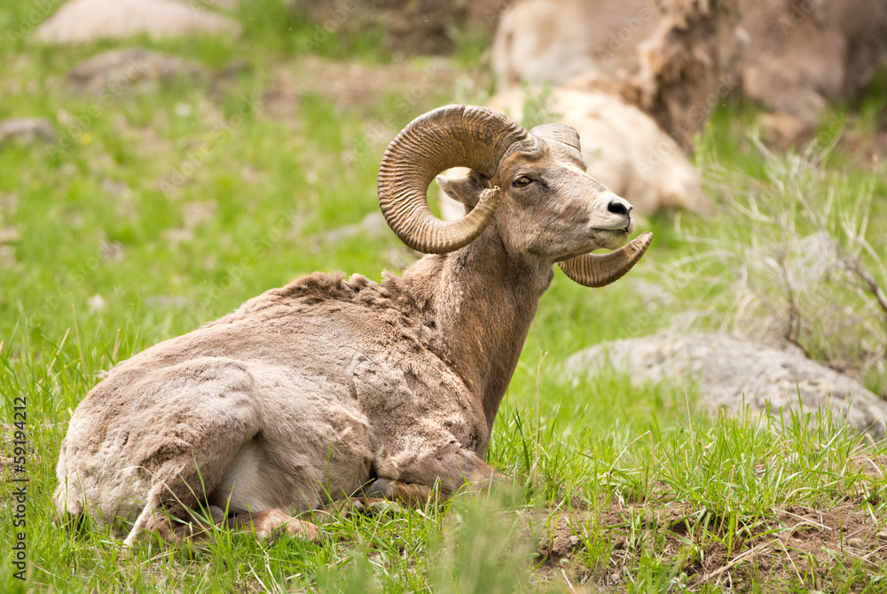 Big Horn Sheep Ram resting. Yellowstone National Park, USA