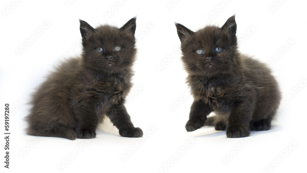 MAINE COON KITTENS black cat MAINE COON KITTENS black cat