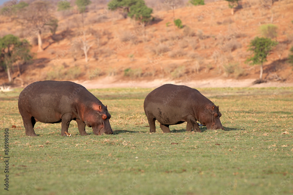 Hippos im Chobe Nationalpark. Botswana Hippos im Chobe Nationalpark. Botswana