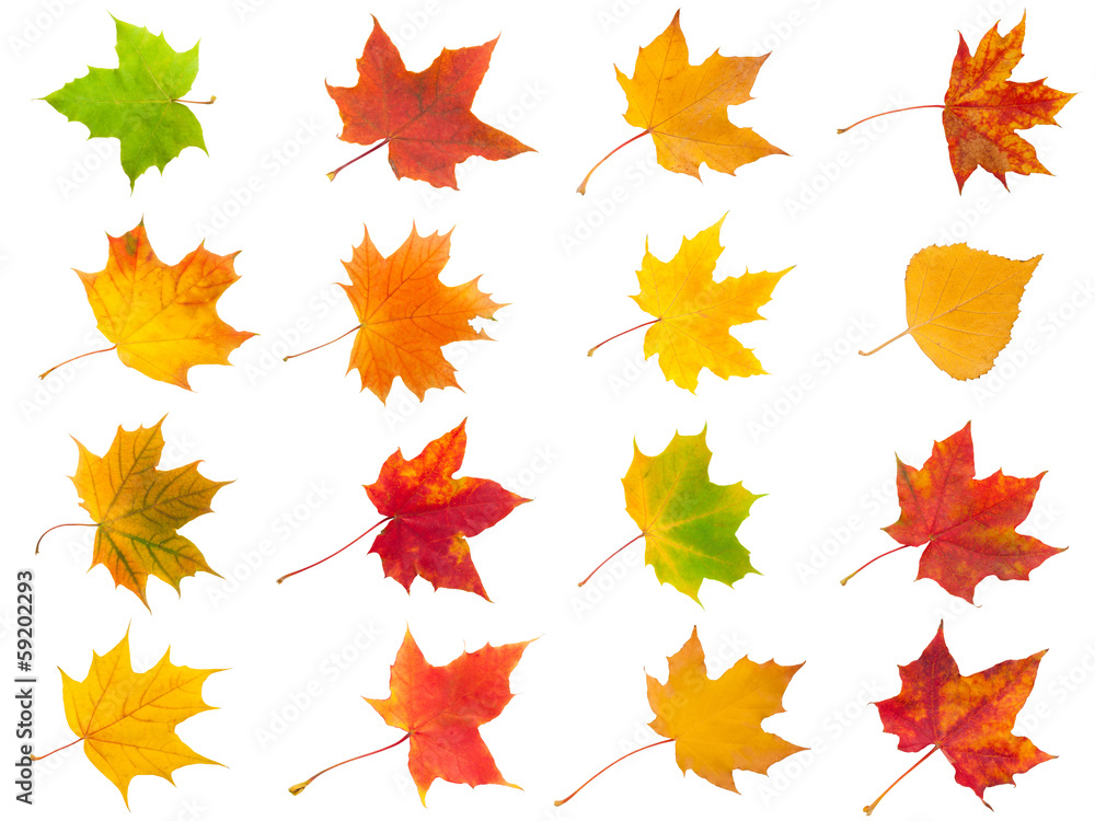 Maple leaves Maple leaves