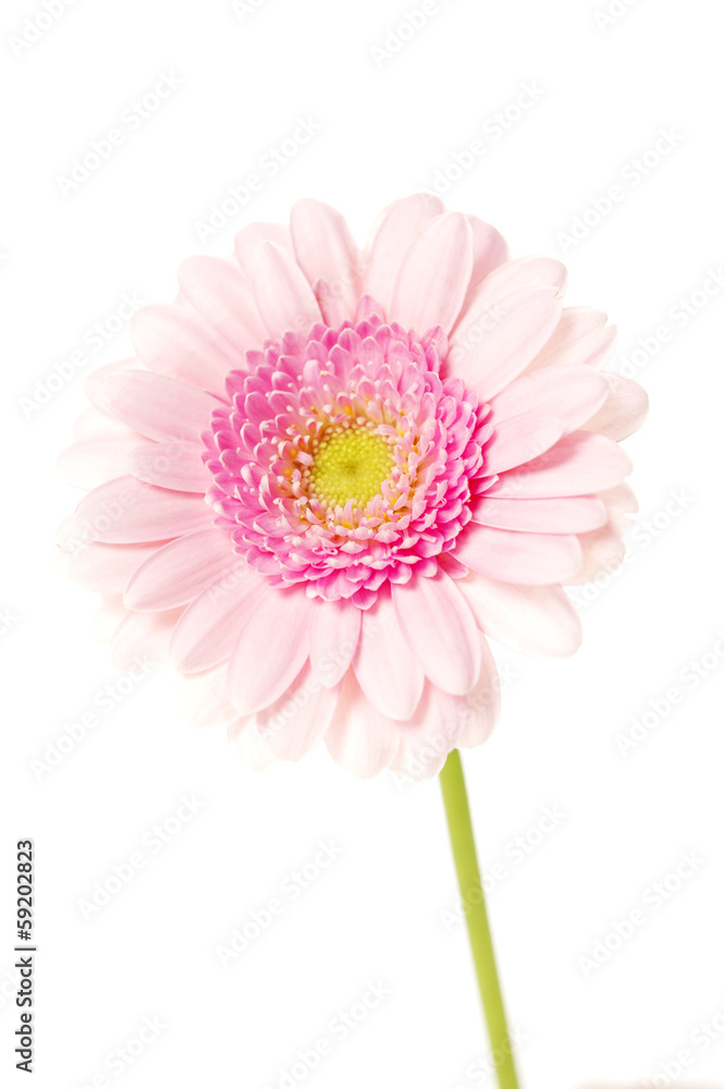 Soft pink single stem gerbera isolated on a white background