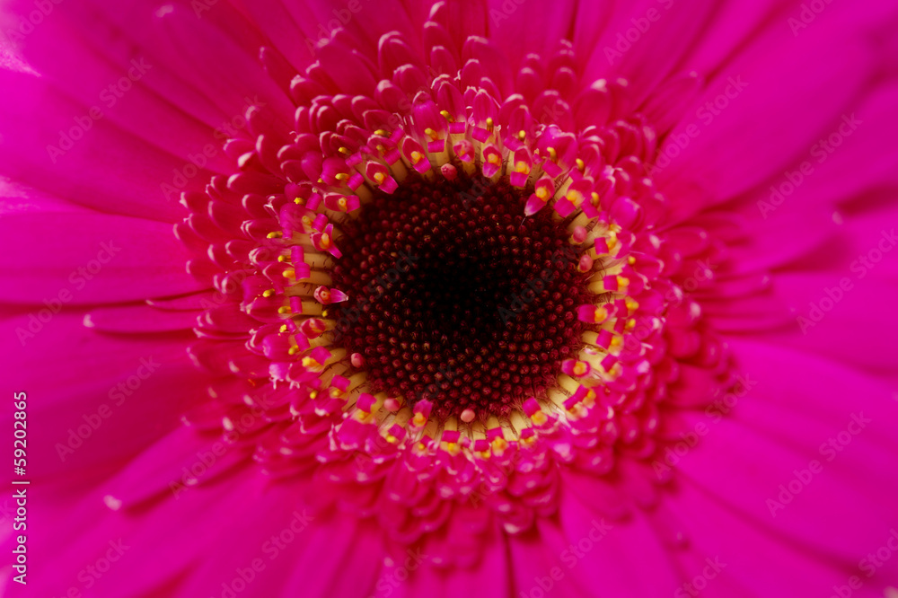 Fototapeta premium Bright pink gerbera macro close up