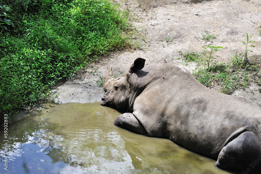 Fototapeta premium サイ