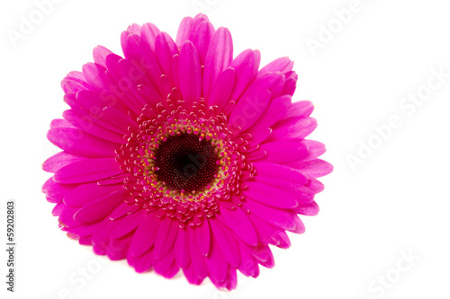 Bright pink gerbera isolated on white