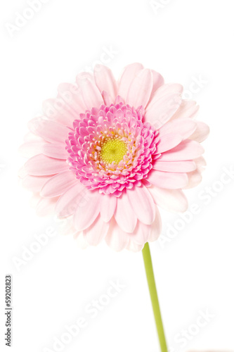 Soft pink single stem gerbera isolated on a white background