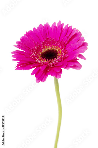 Pink gerbera isolated on white