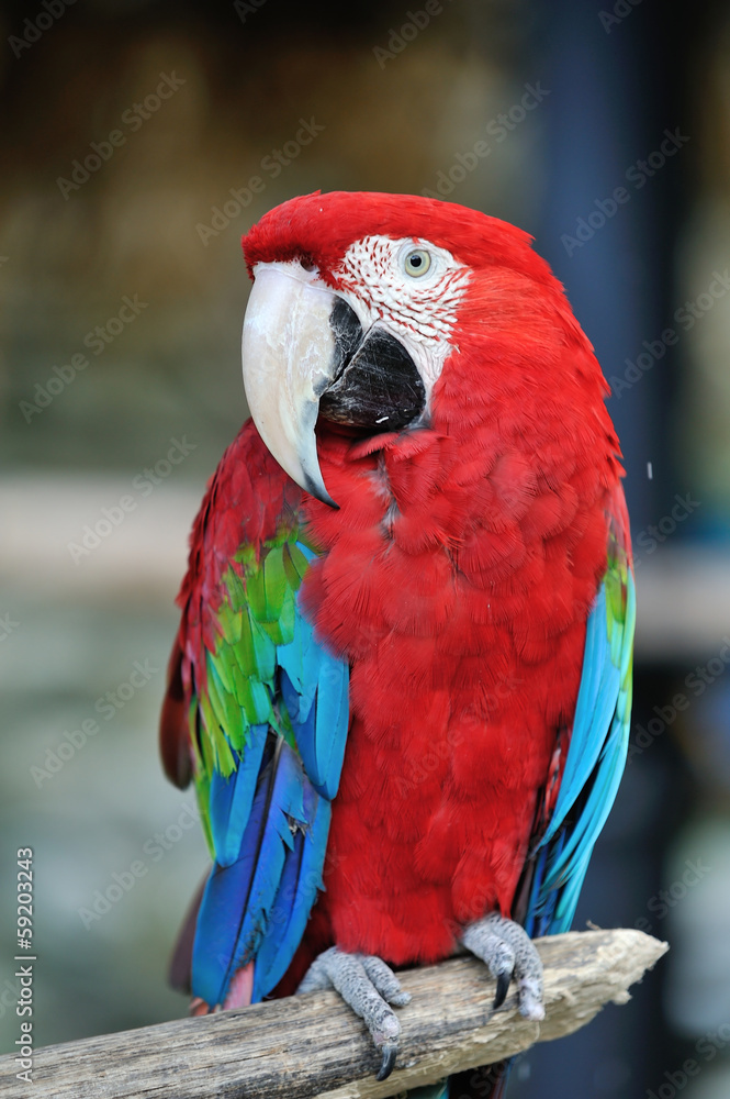 アカコンゴウインコ アカコンゴウインコ