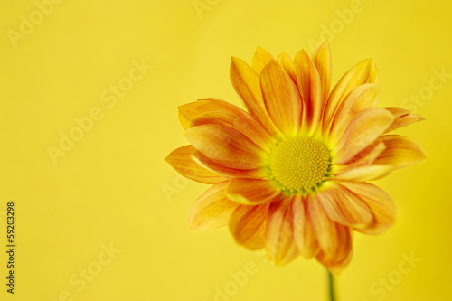 Orange chrysanthemum on a yellow background