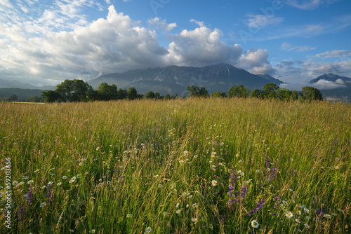 Fields of grass