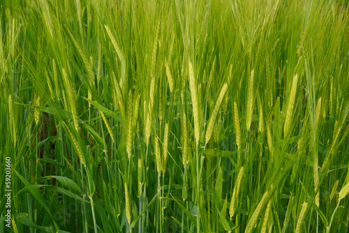 Wheat ears