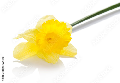 The yellow flower of a daffodil, isolated on white