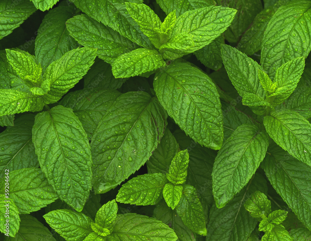 Mint Mint
