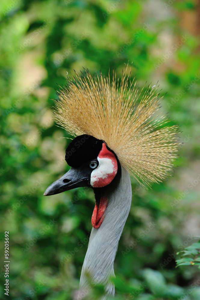 Obraz premium ホオジロカンムリヅル