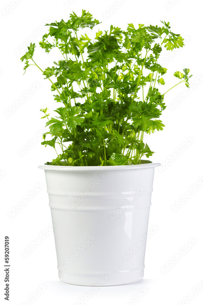 Fototapeta premium fresh parsley in a pot