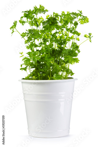 fresh parsley in a pot