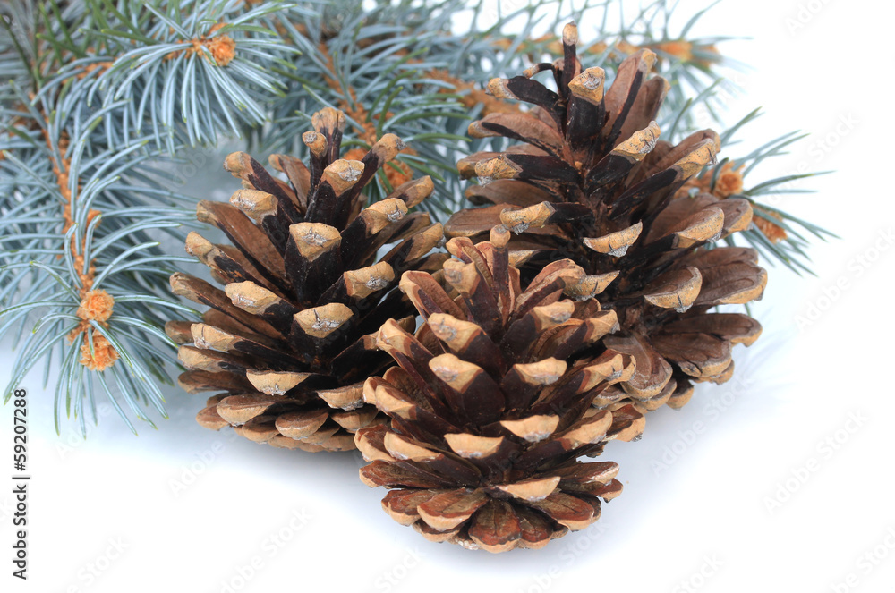 Beautiful pine cones isolated on white Beautiful pine cones isolated on white