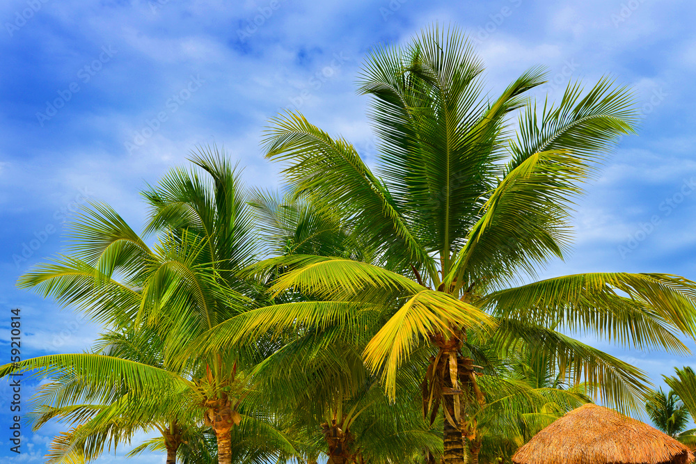 Fototapeta premium Palm tree with a beautiful bluw sky