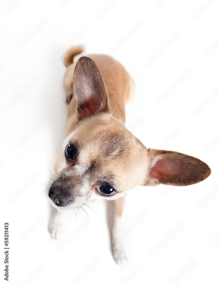 Top view of sitting chihuahua doggy, isolated on white