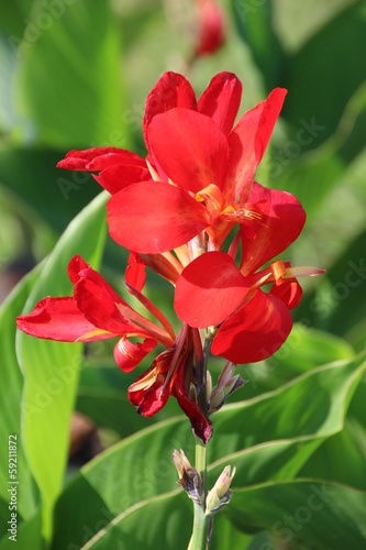 Fototapeta Naklejka Na Ścianę i Meble -  Canna Flower - Indian shot