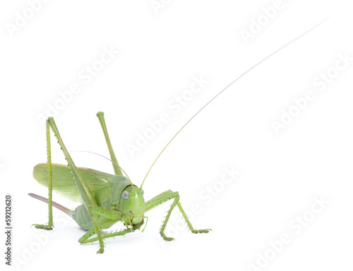 Locust © Anatolii