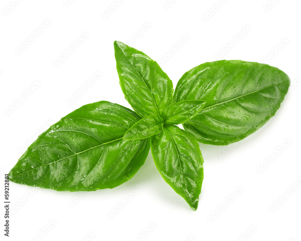 Basil Basil