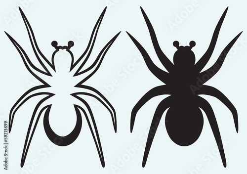 Tarantula spider isolated on blue background