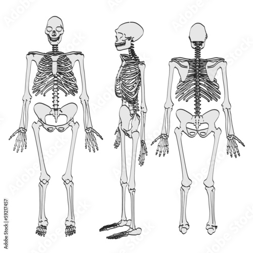 cartoon image of homo erectus photo