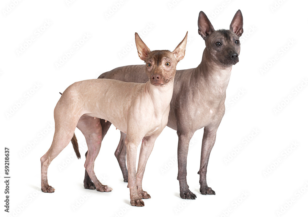 Mexican xoloitzcuintle dogs, white background