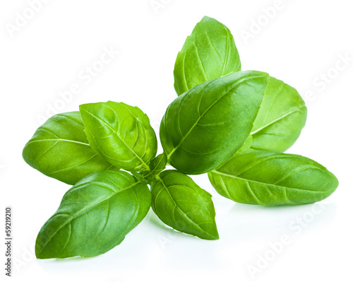 Fotografering basil leaves isolated