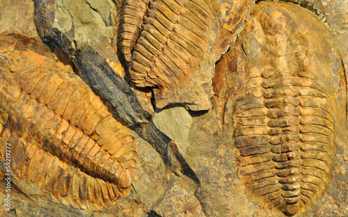 petrified fossil, trilobite