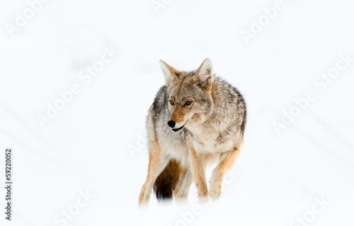 Coyote in Snow - Yellowstone National Park