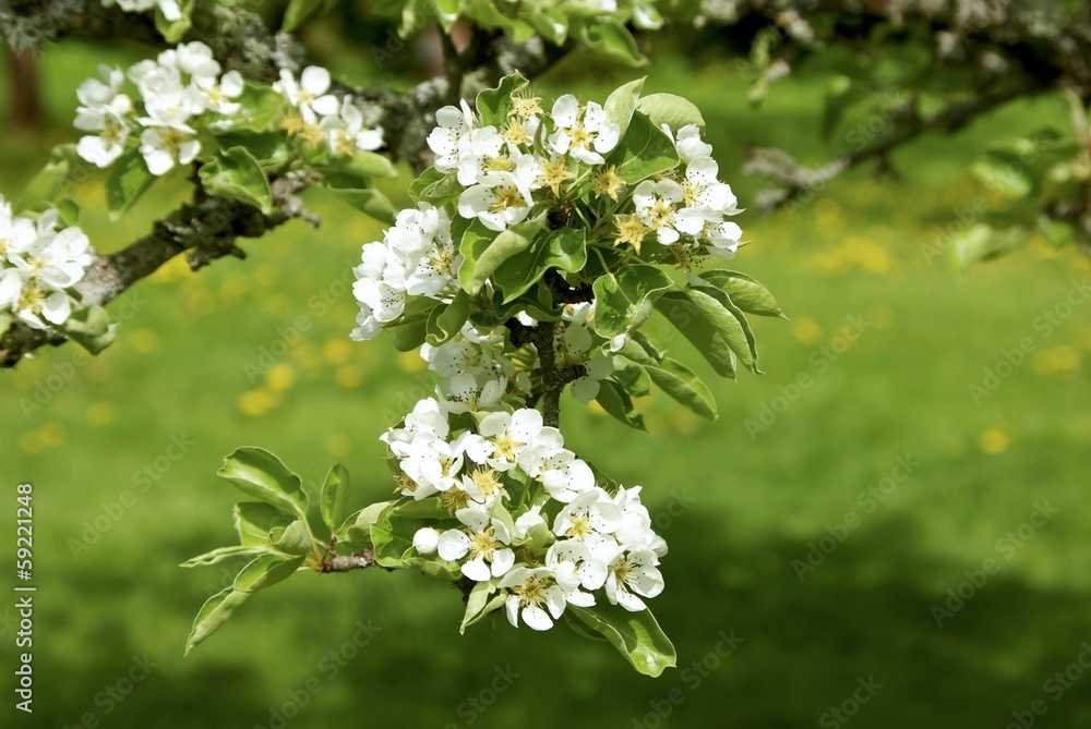 Branch with pear blossom in spring. Branch with pear blossom in spring.