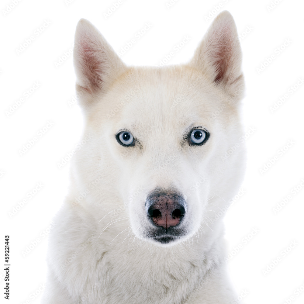 siberian husky siberian husky