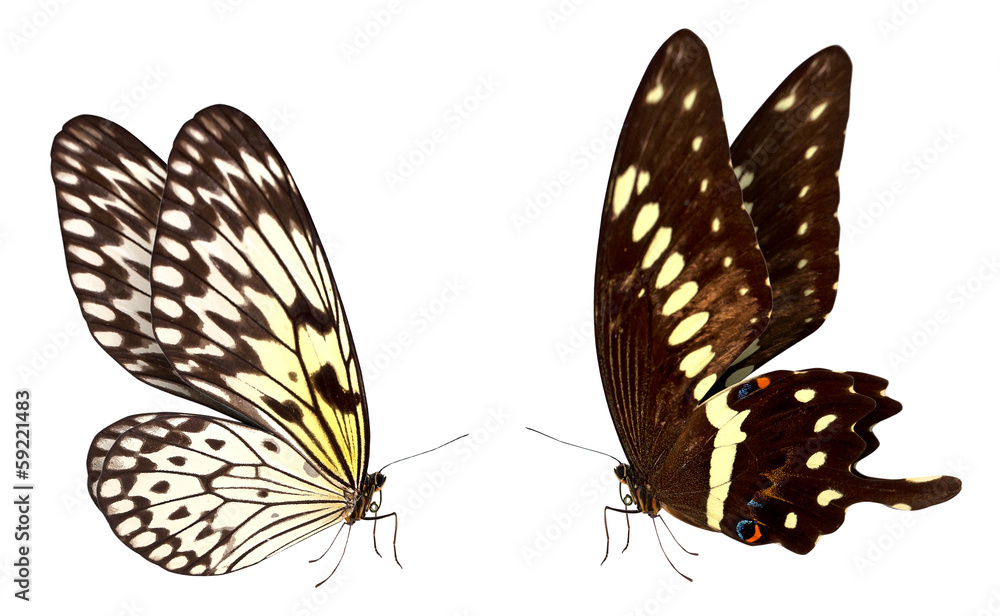 Naklejka premium butterfly macro background