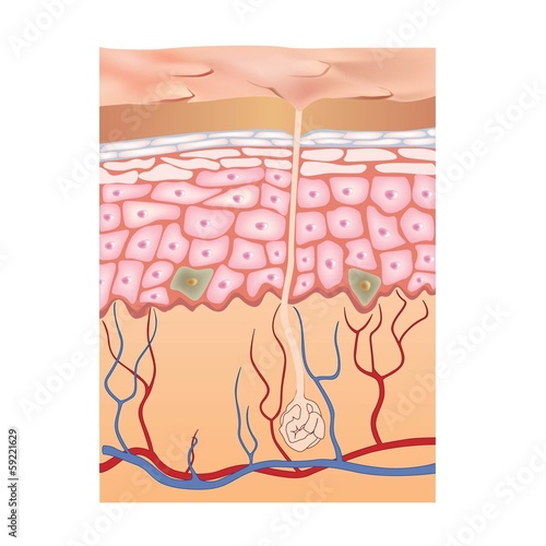 Human skin structure. 3d illustration of epidermis anatomy photo