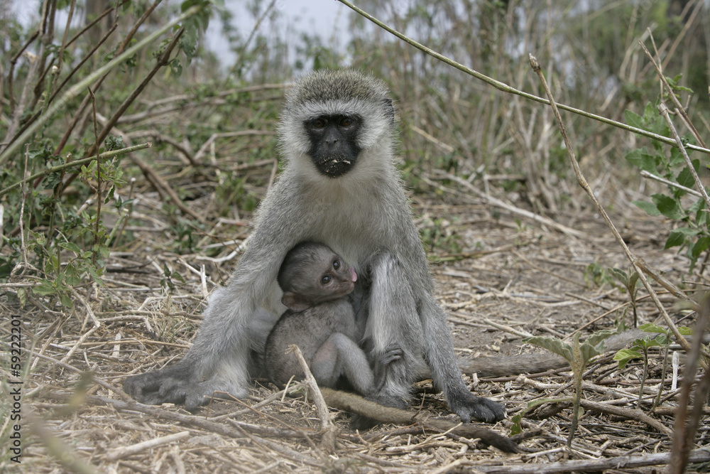 Naklejka premium Vervet or Green monkey, Chlorocebus pygerythrus
