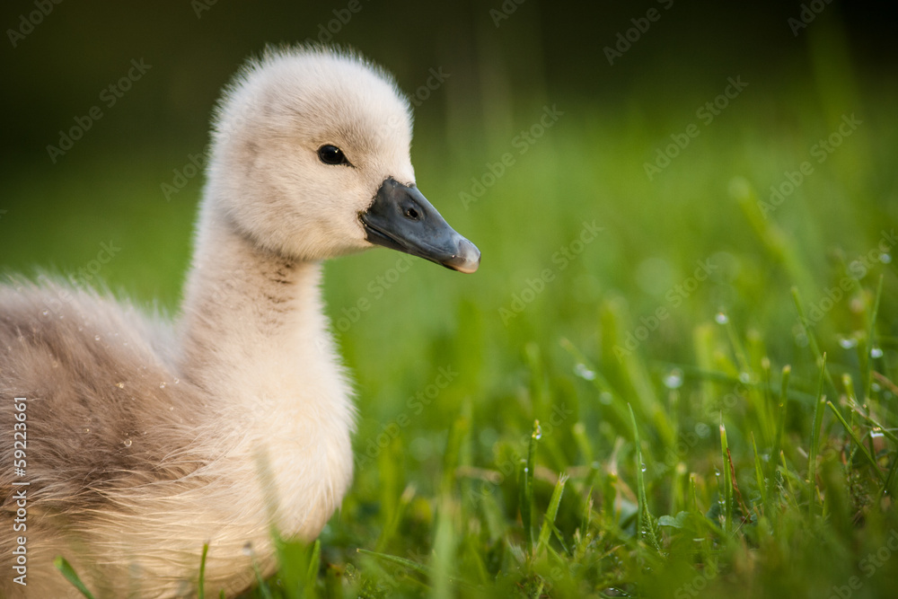 swan swan