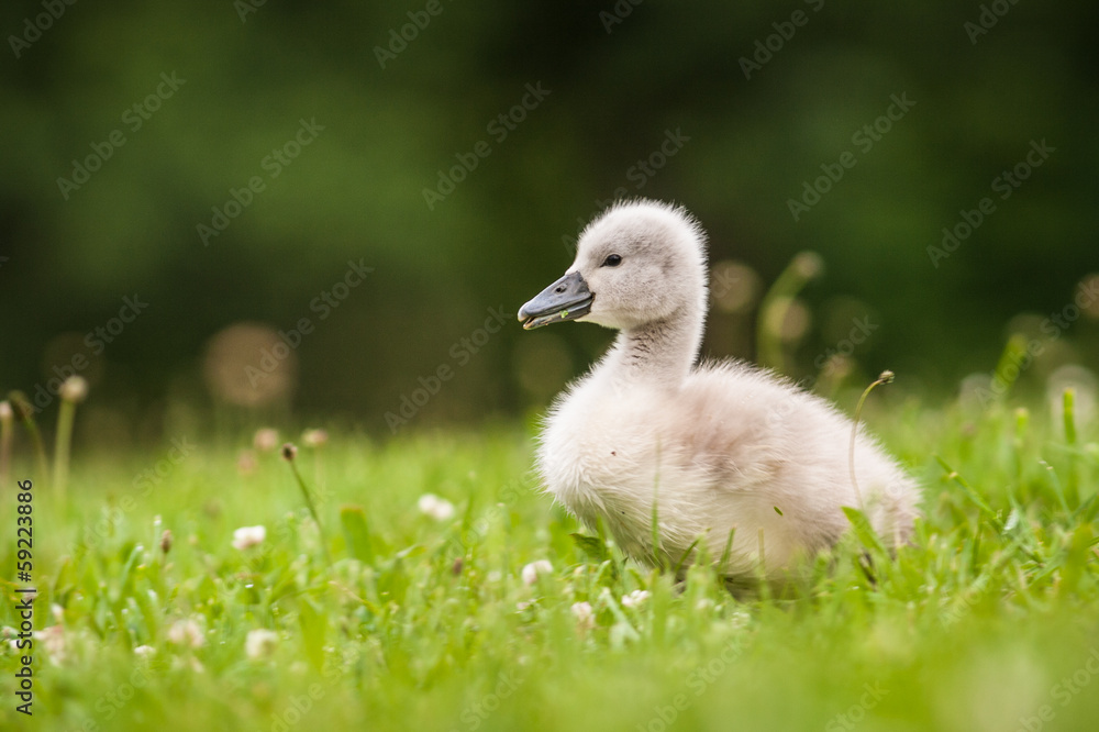 young swan young swan